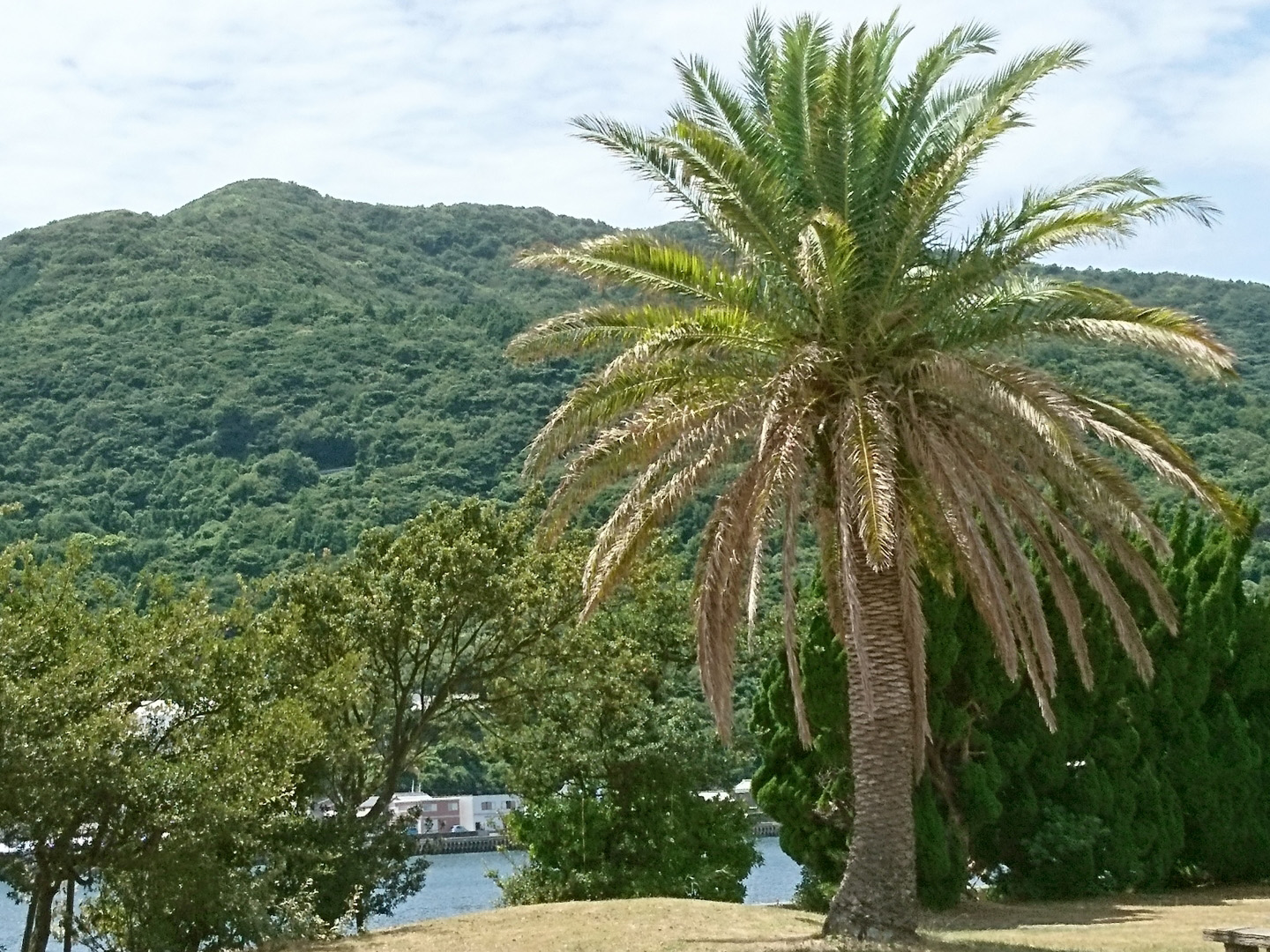 ソテツ(ソテツ) 京都府宇治市、京都市、滋賀県のエクステリア・外構