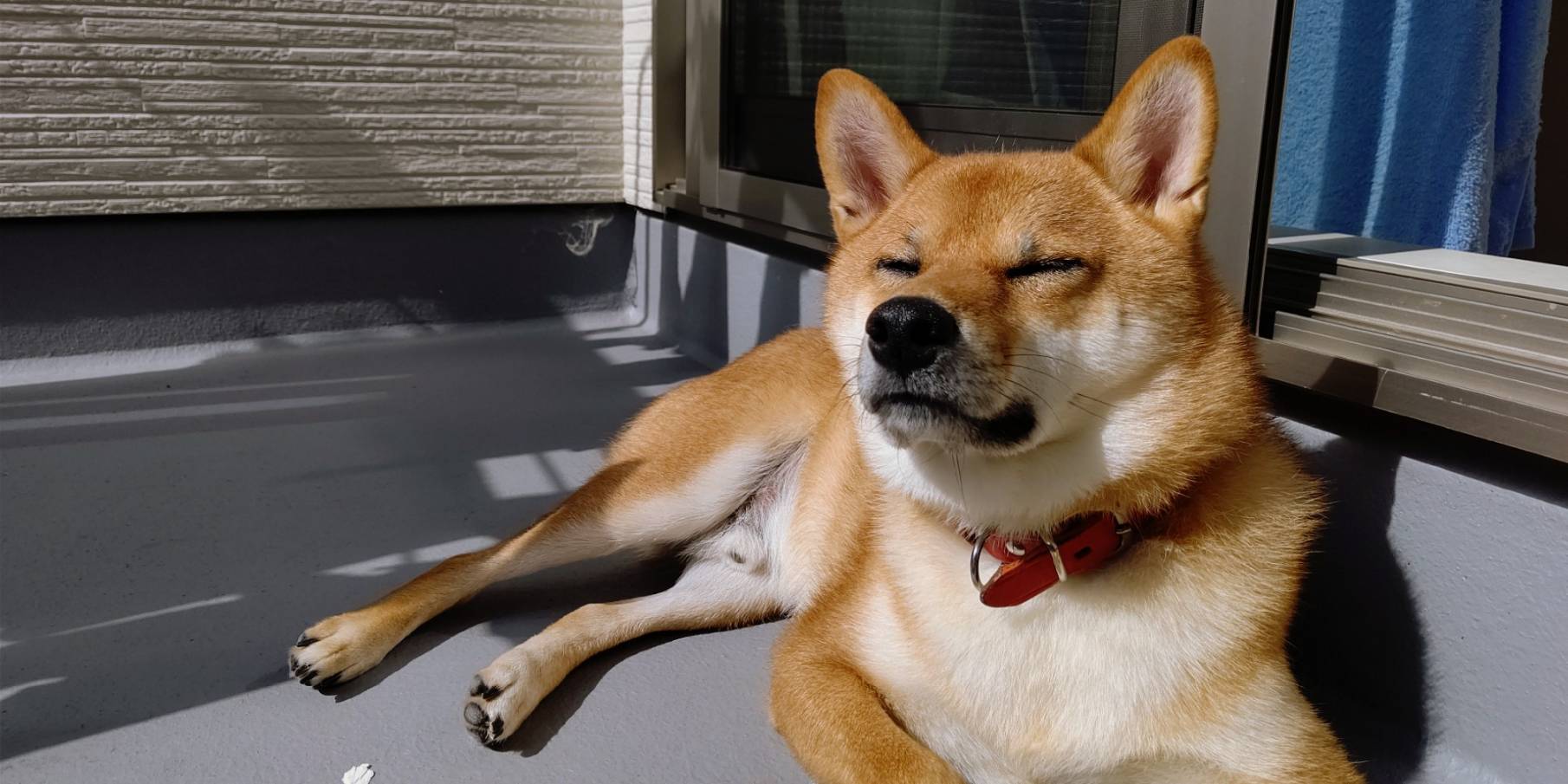 快適な犬