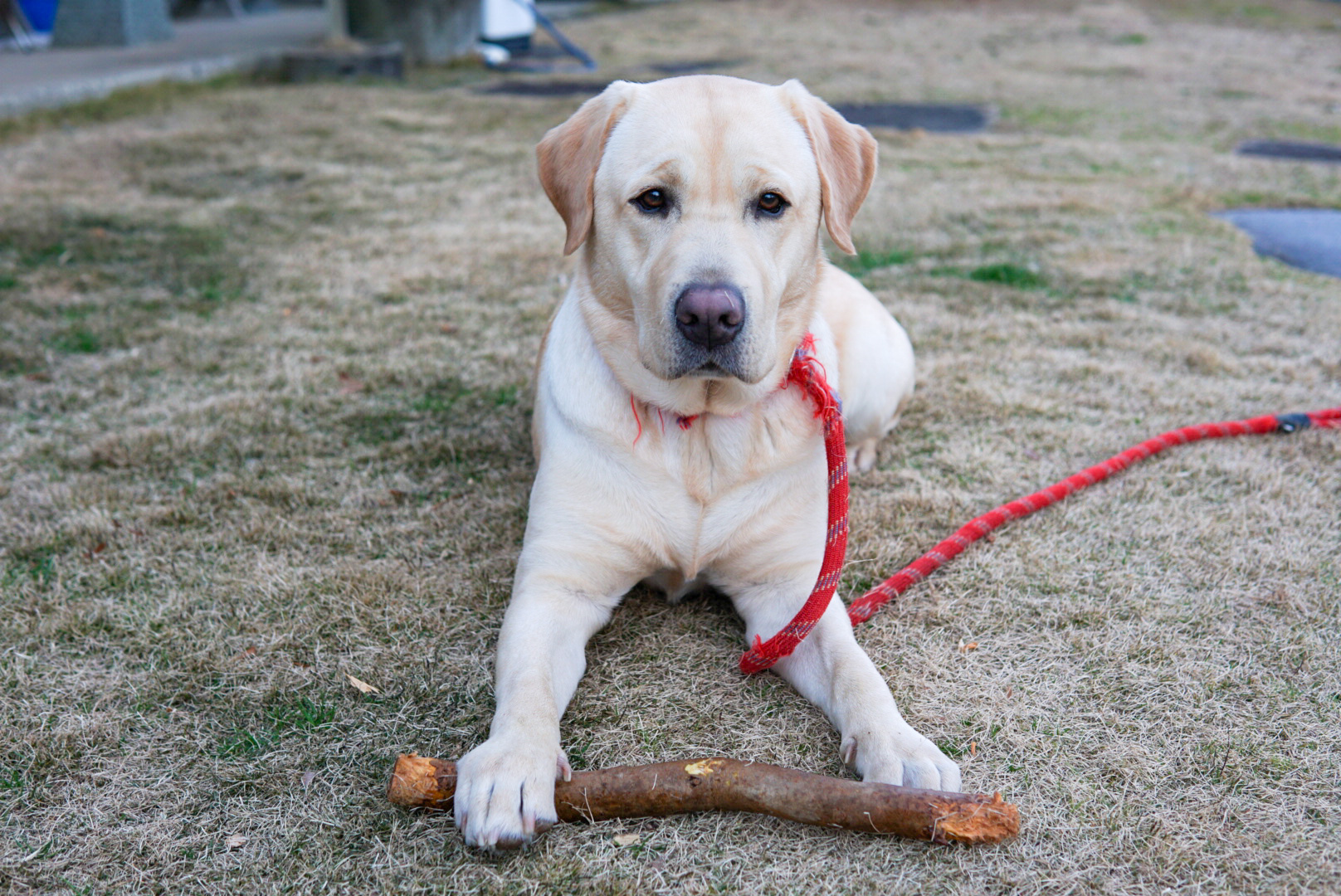 神妙な顔の犬