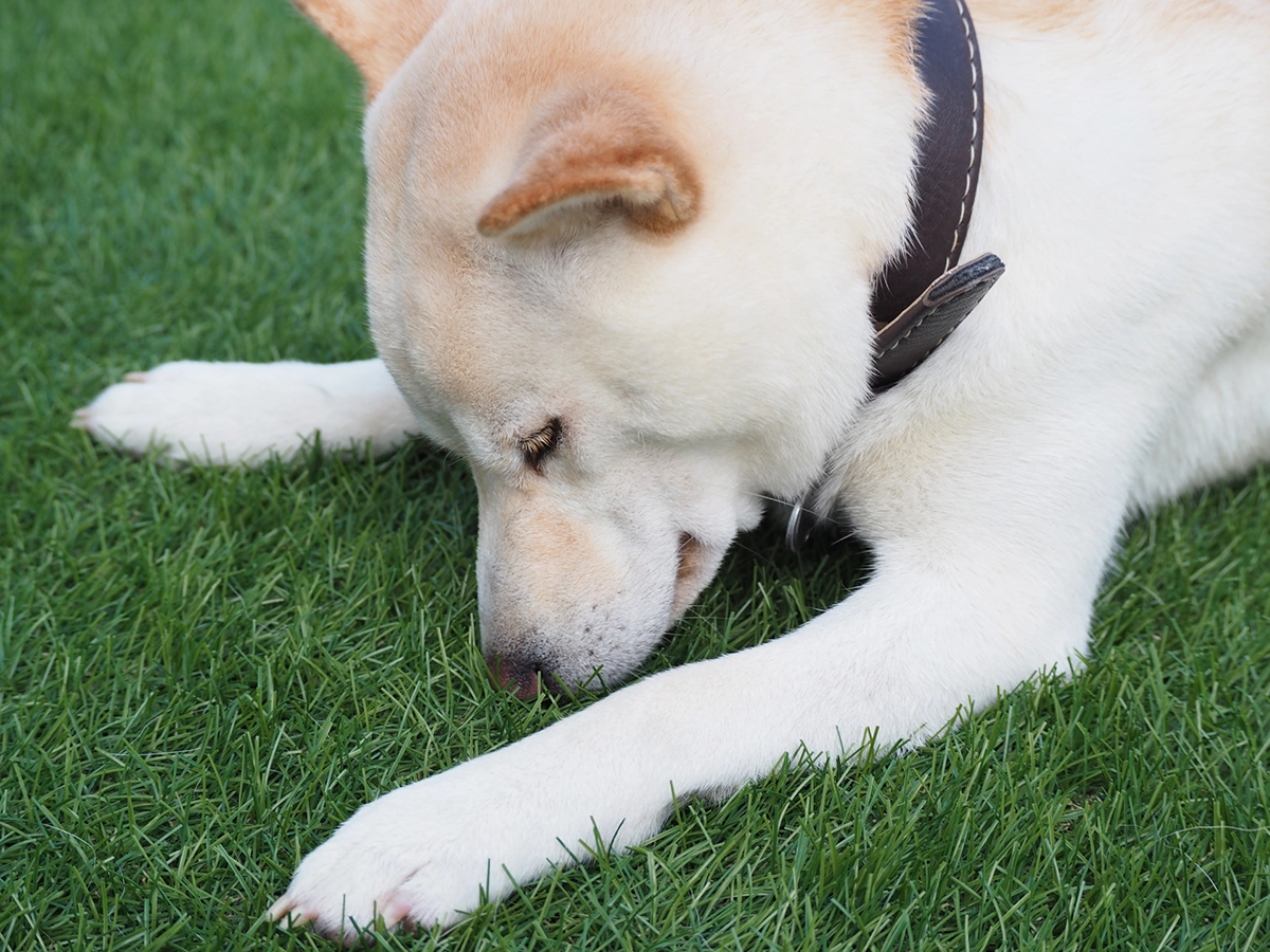 人工芝はおしっこを流せておすすめ