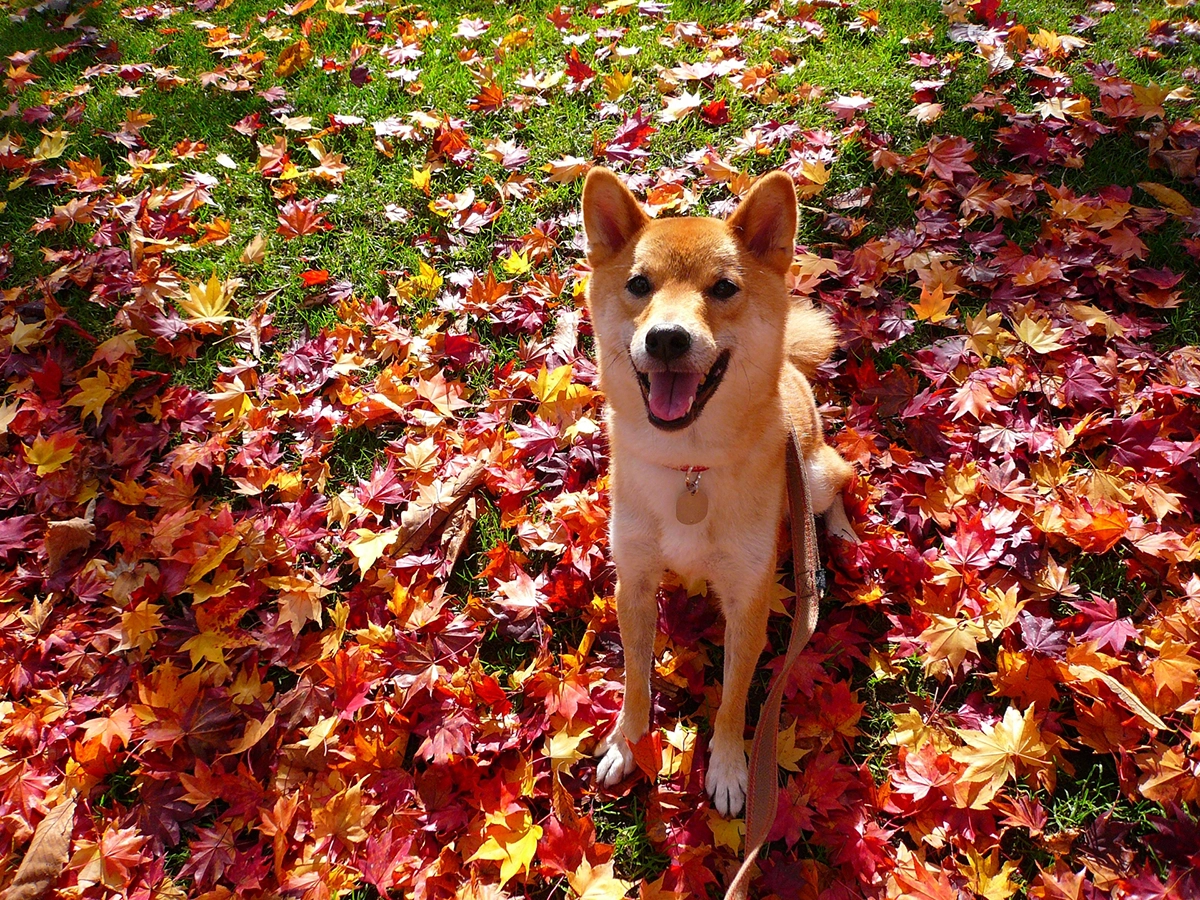 愛犬と暮らす四季の庭リノベーション
