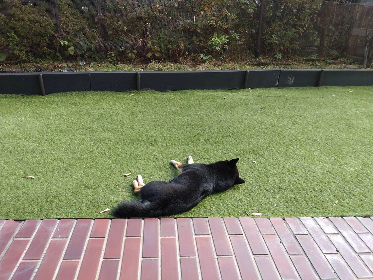 犬と家族が寛げる庭リノベーション