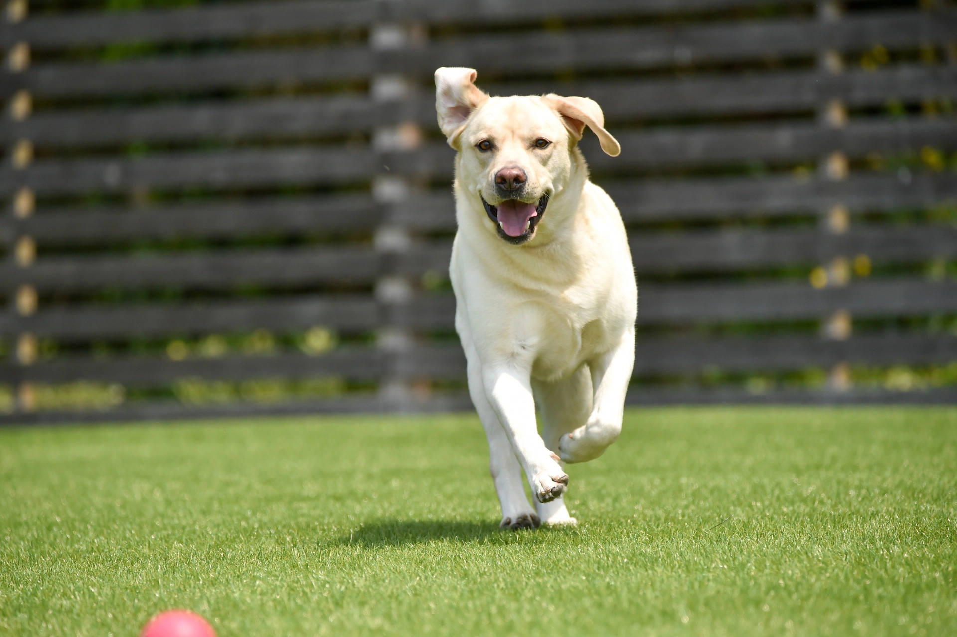愛犬と暮らす庭リノベーション