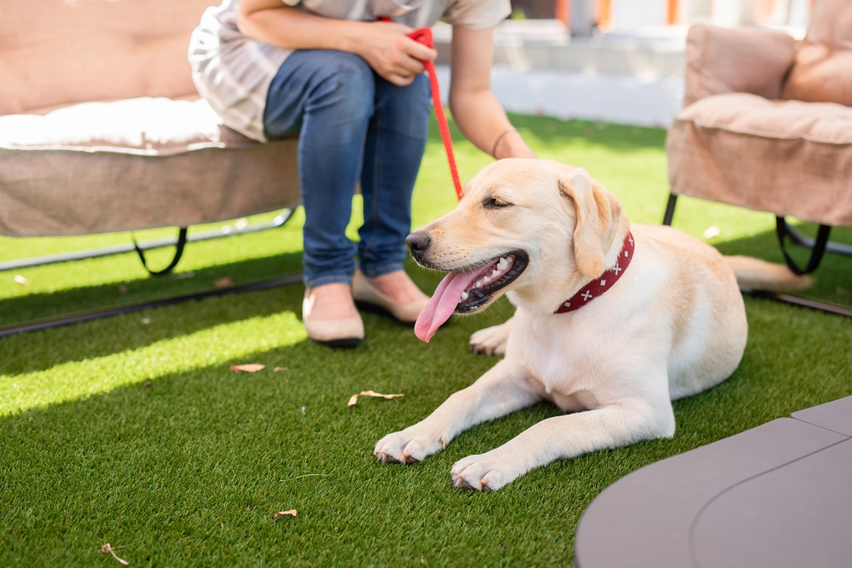 犬と過ごす庭リノベーション