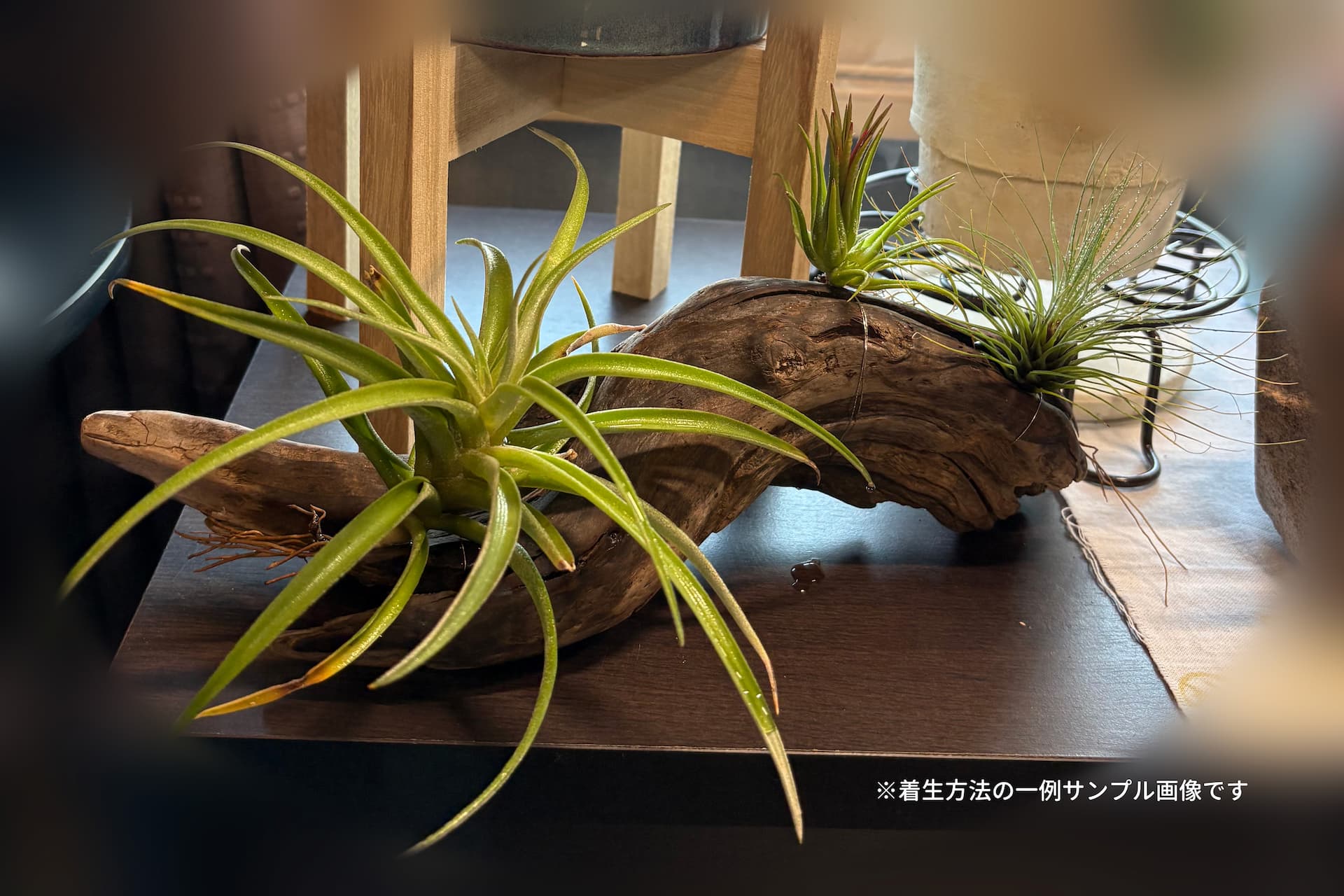 エアプランツ着生インテリア