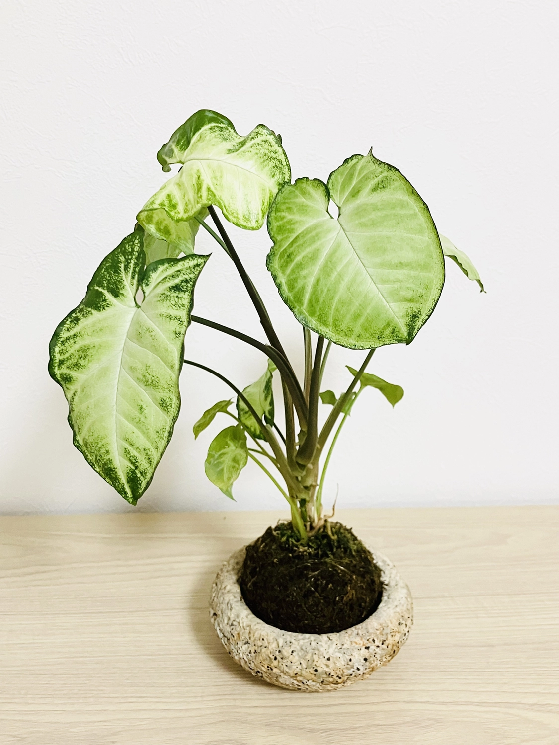 シンゴニウム苔玉サンプル2