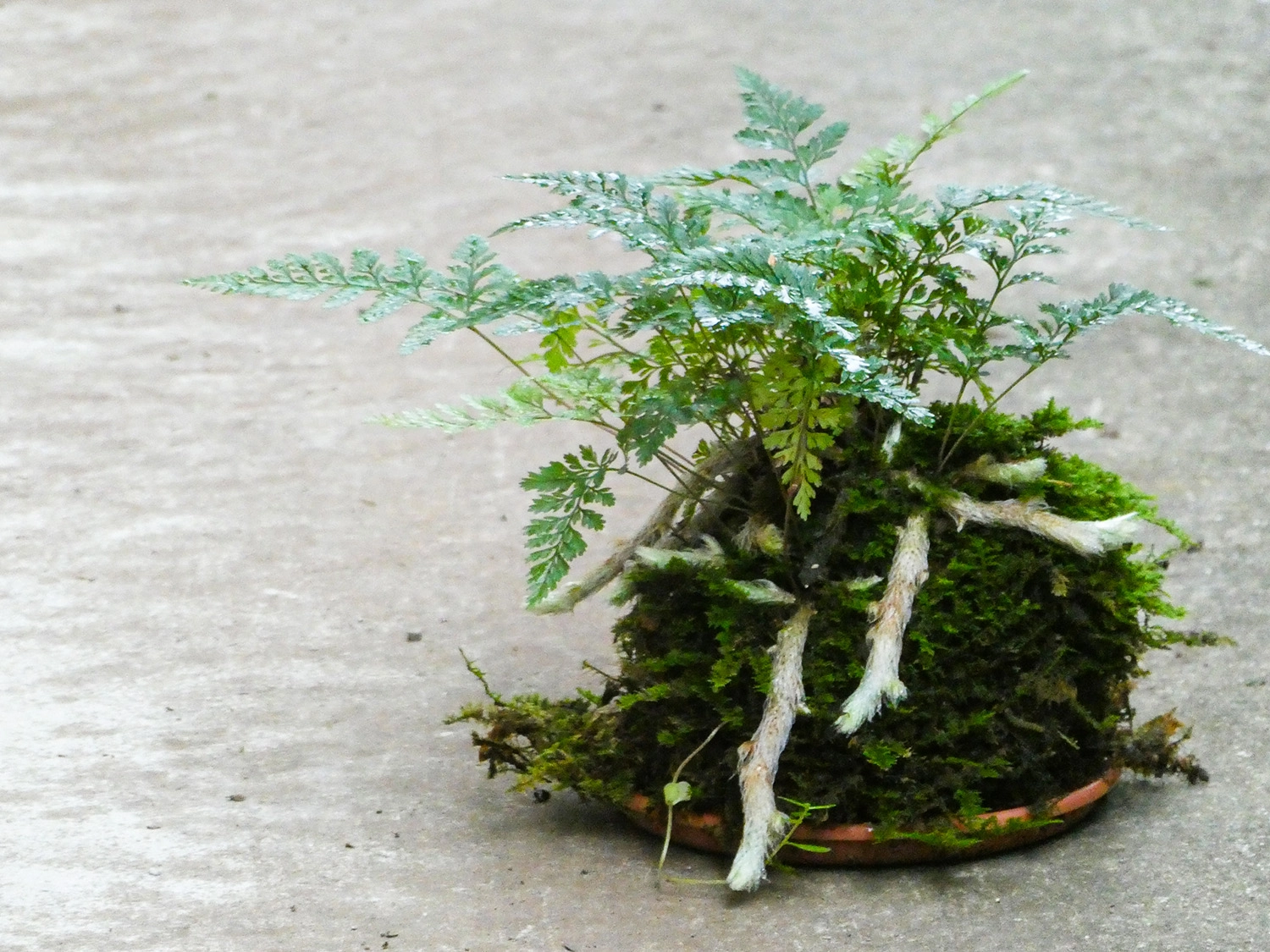 トキワシノブ苔玉サンプル1