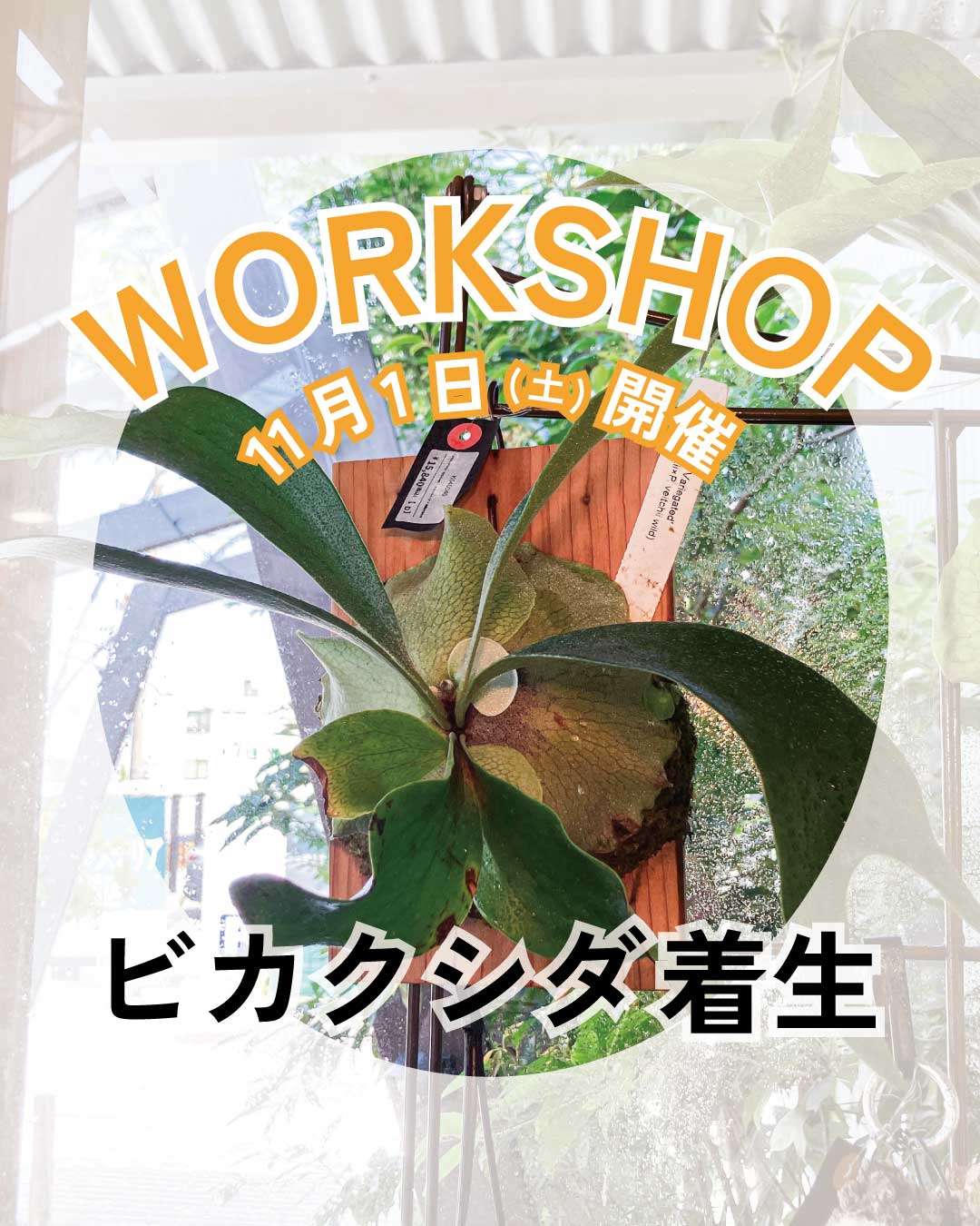 －特別なビカクシダに出会う秋－着生ワークショップ