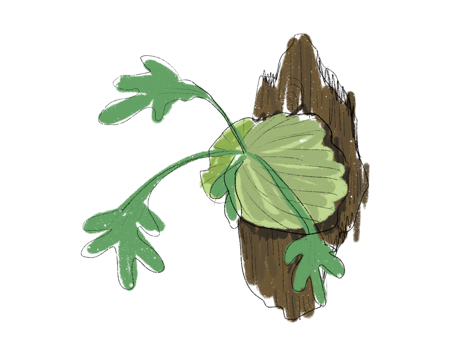 ビカクシダ板付けイラスト