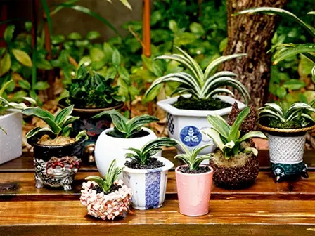 江戸時代から楽しまれてきた「葉芸」