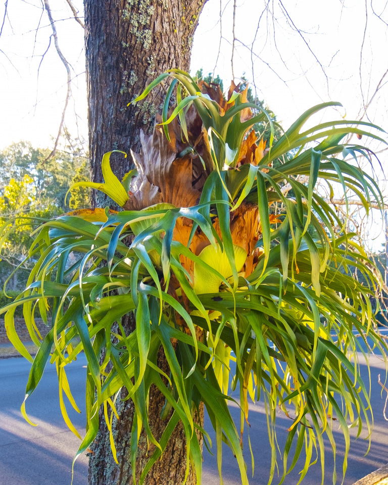 ワイルドウィリンキー