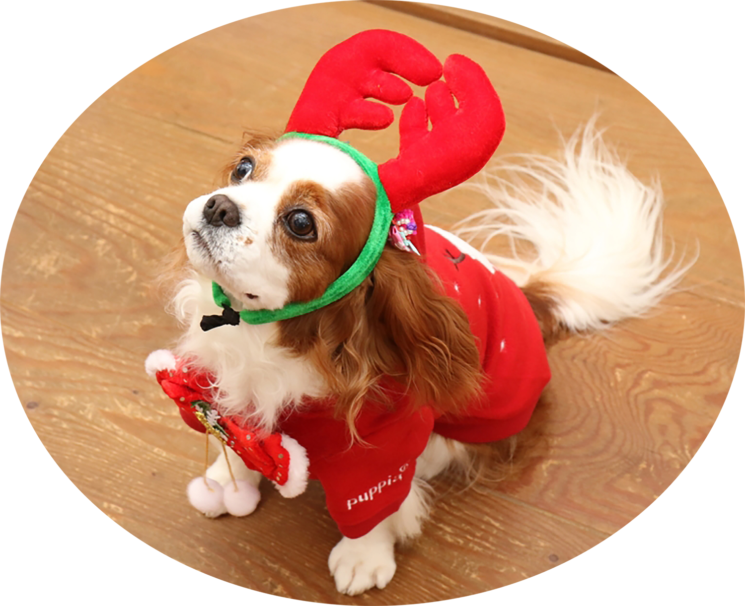 2017クリスマスフォトコンテスト