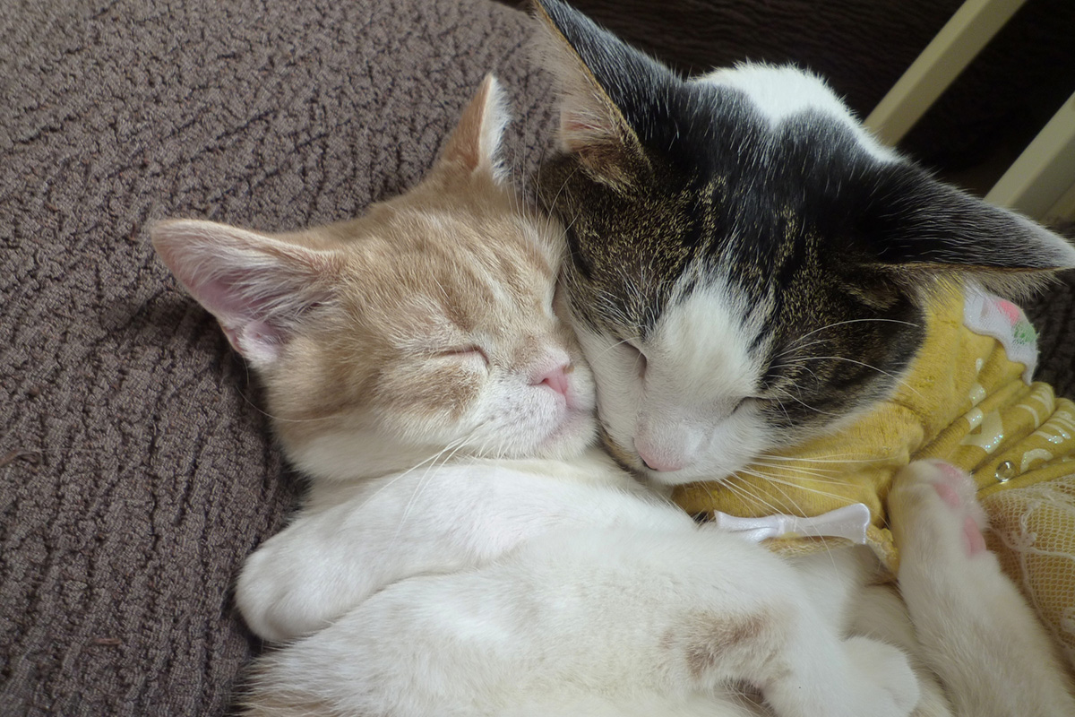 安心して暮らせる庭・エクステリア・外構