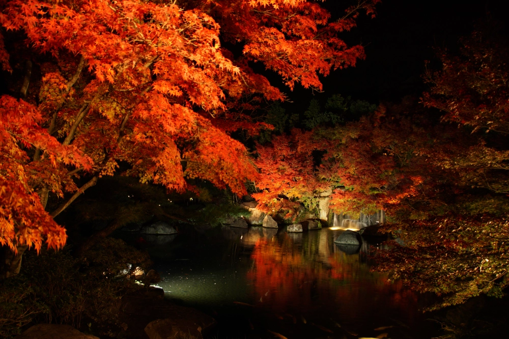 紅葉には電球色の光