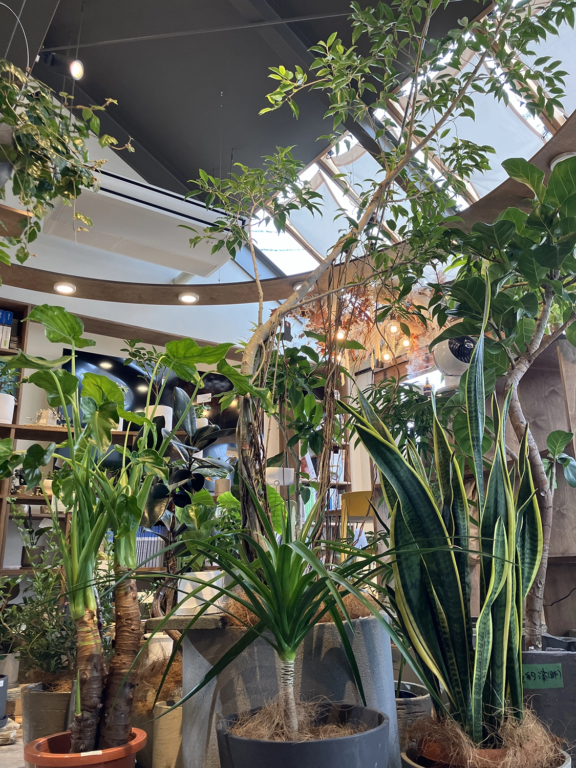 観葉植物