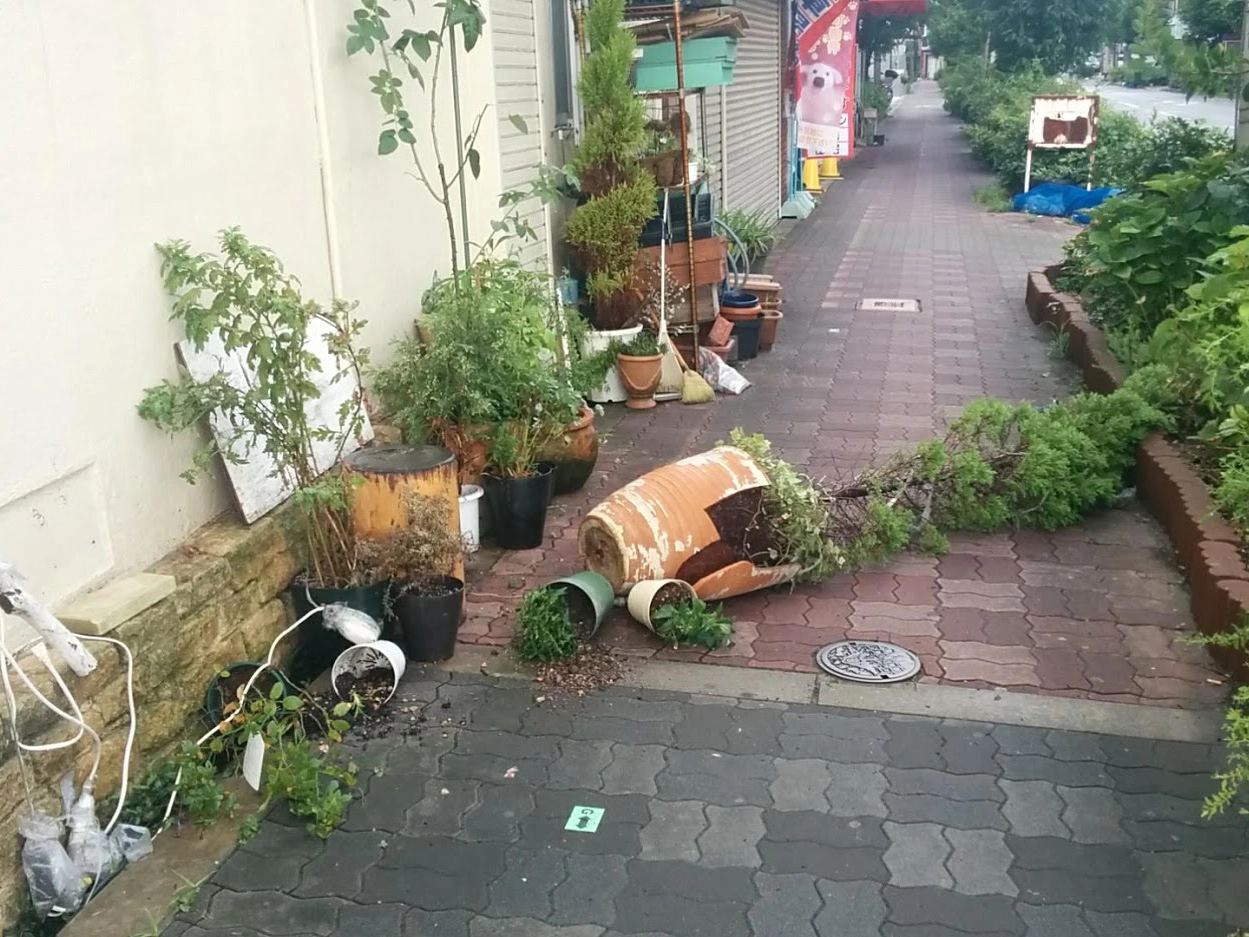強風で倒れた鉢
