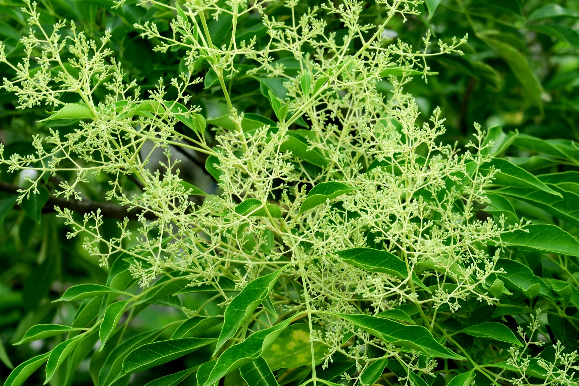 シマトネリコの花