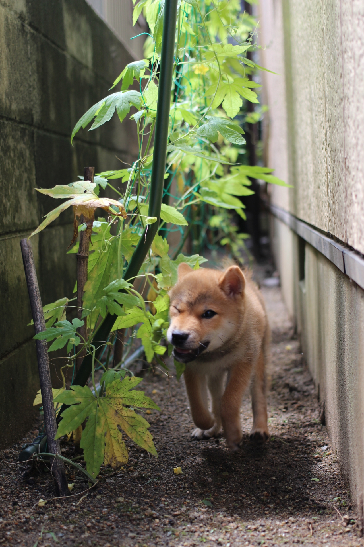 犬走り