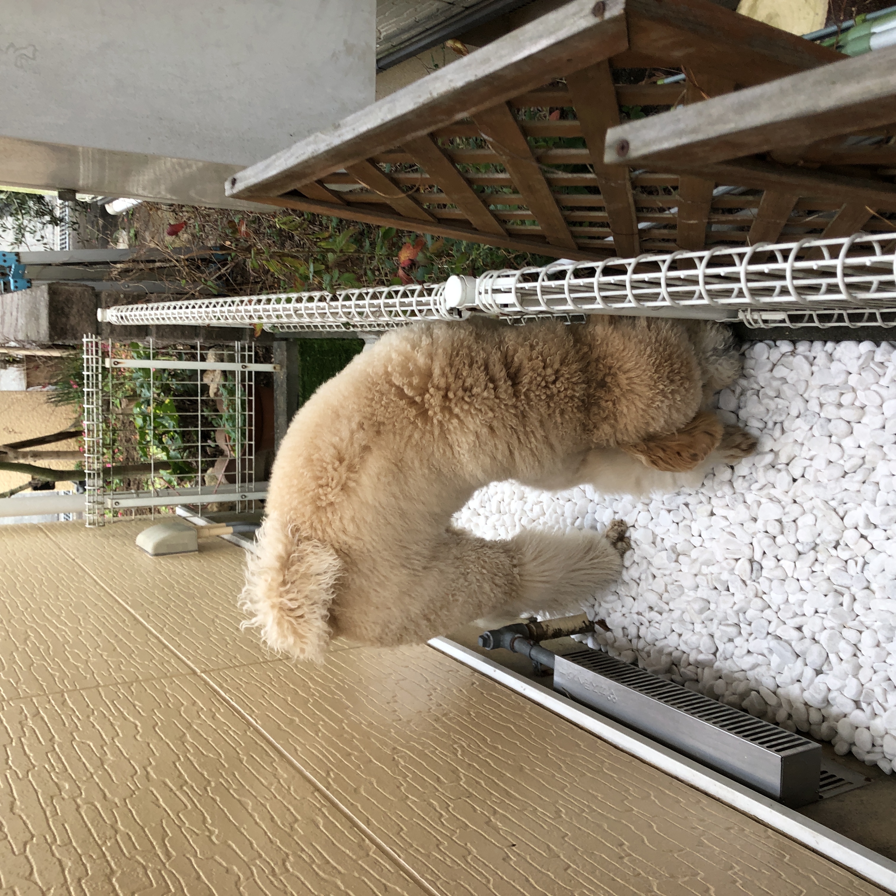 ドッグラン