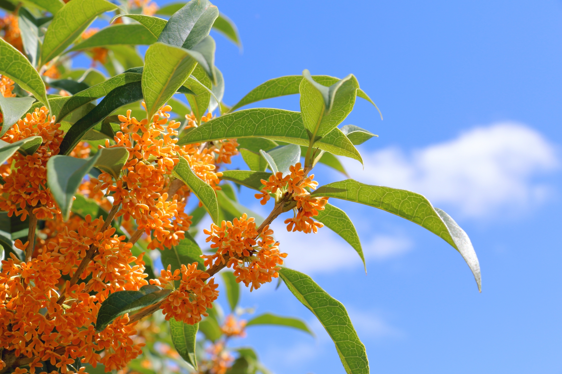 秋の京都のエクステリアを考える