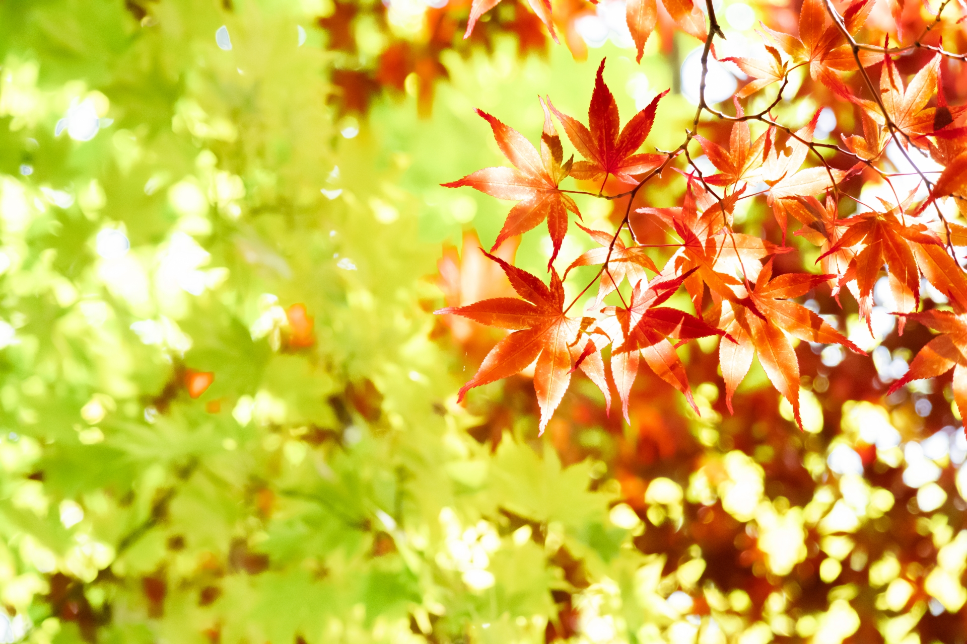 秋の京都で考える、お庭とエクステリアの冬支度