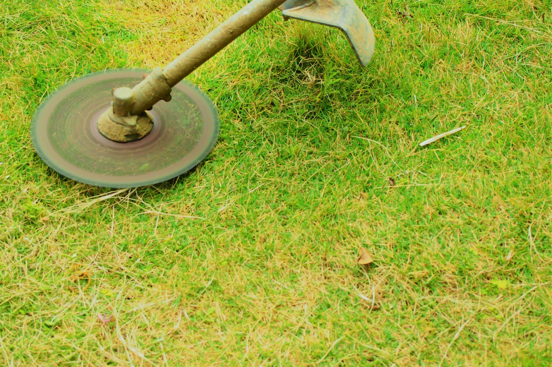 天然芝の手入れは秋のお庭仕事の定番