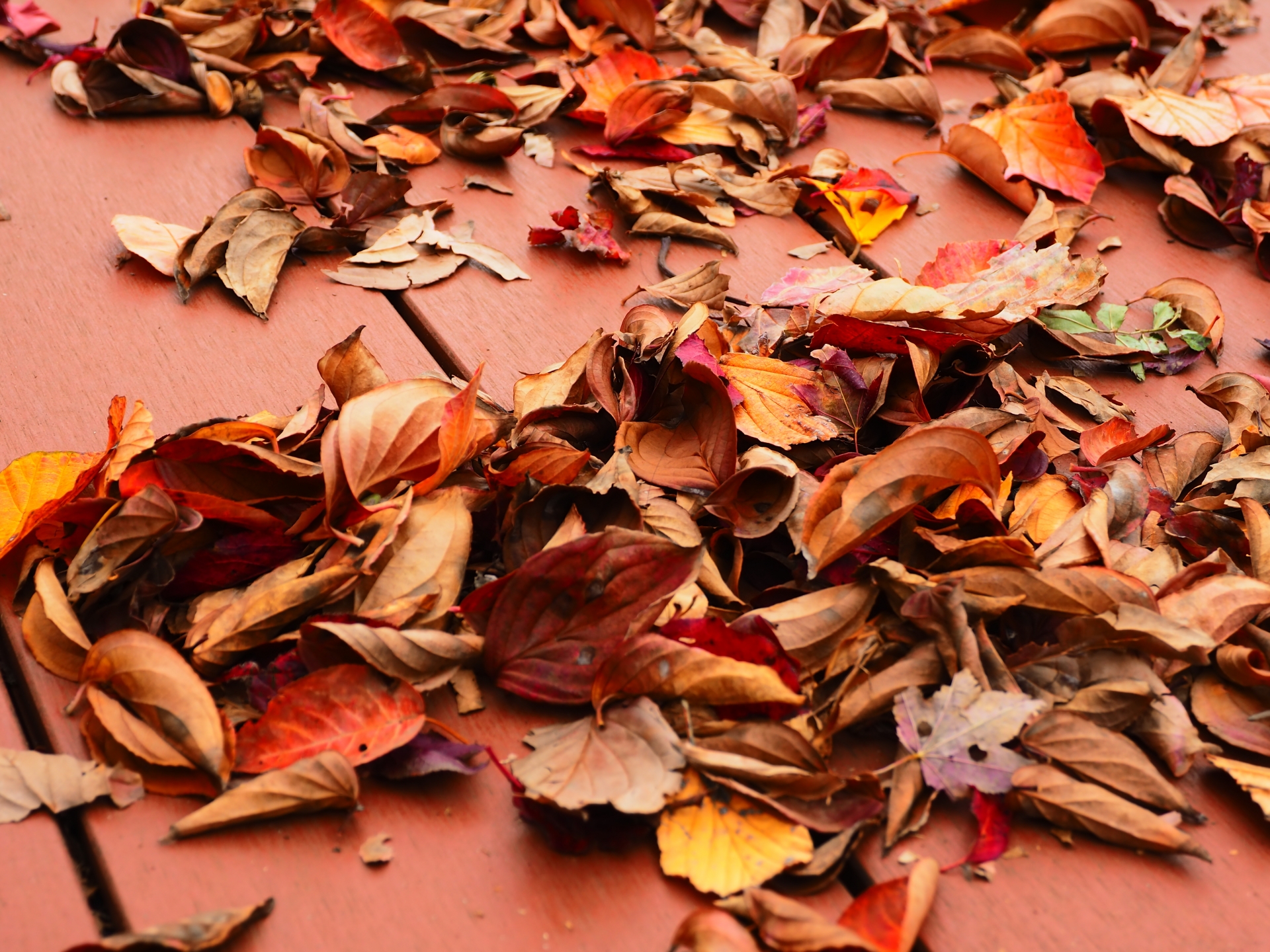 落ち葉掃除は秋のエクステリアに必須
