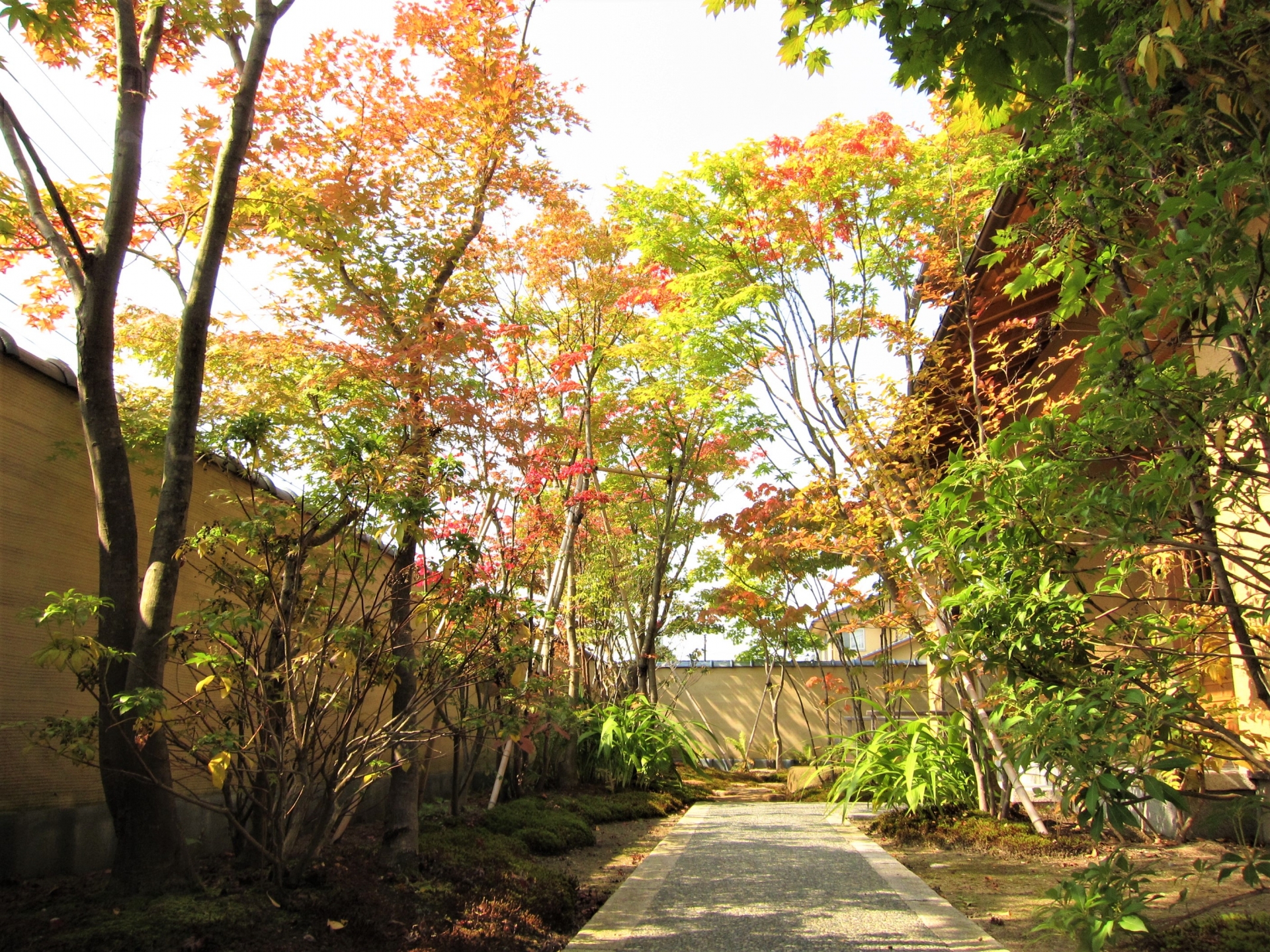 初秋の庭木