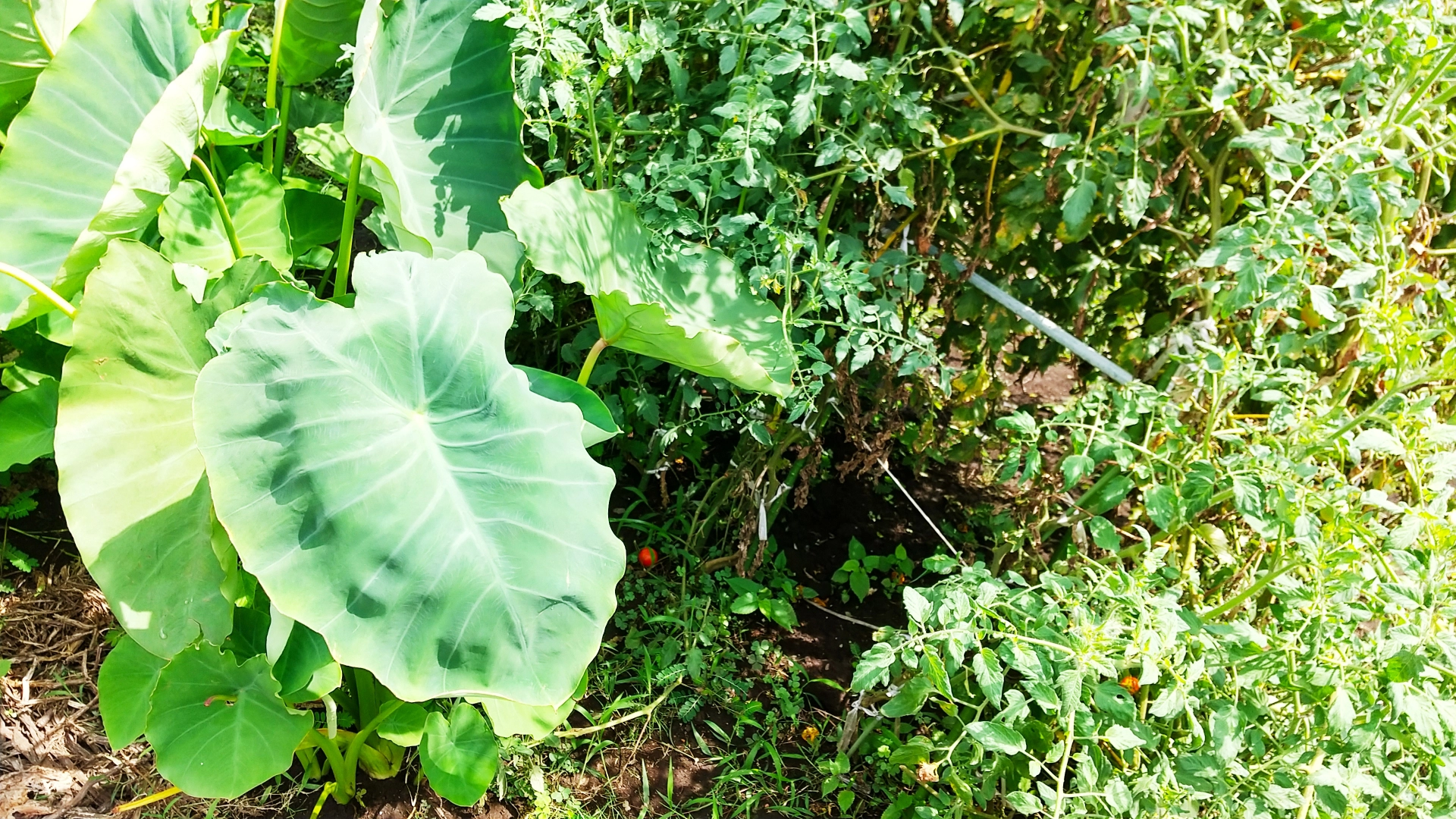 家庭菜園の雑草