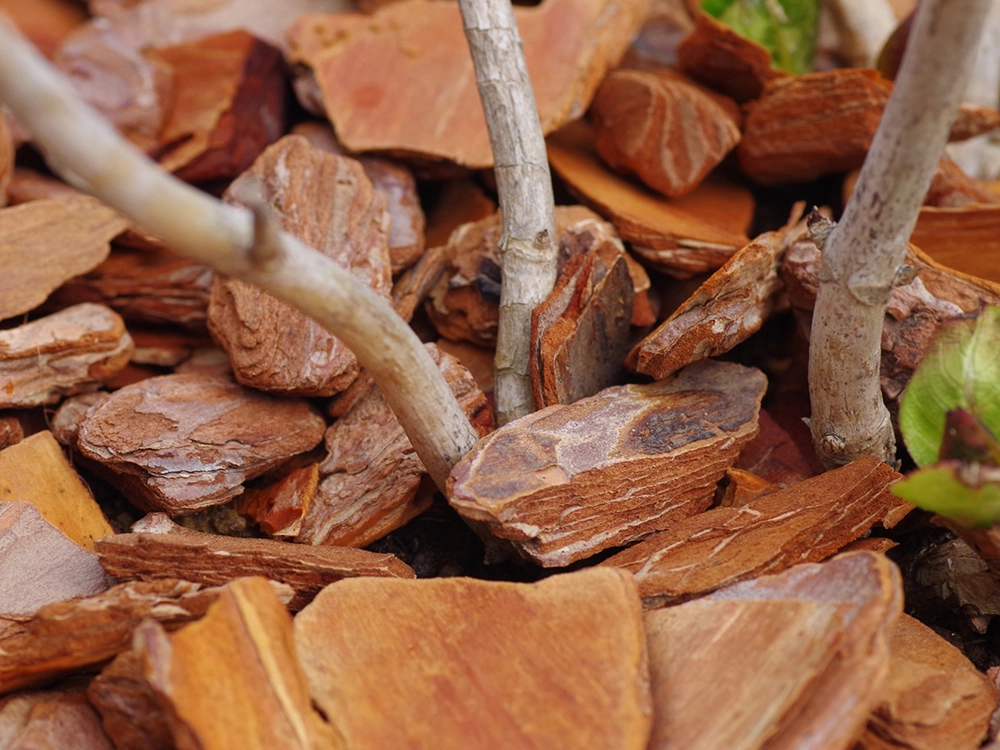 バークチップのマルチング