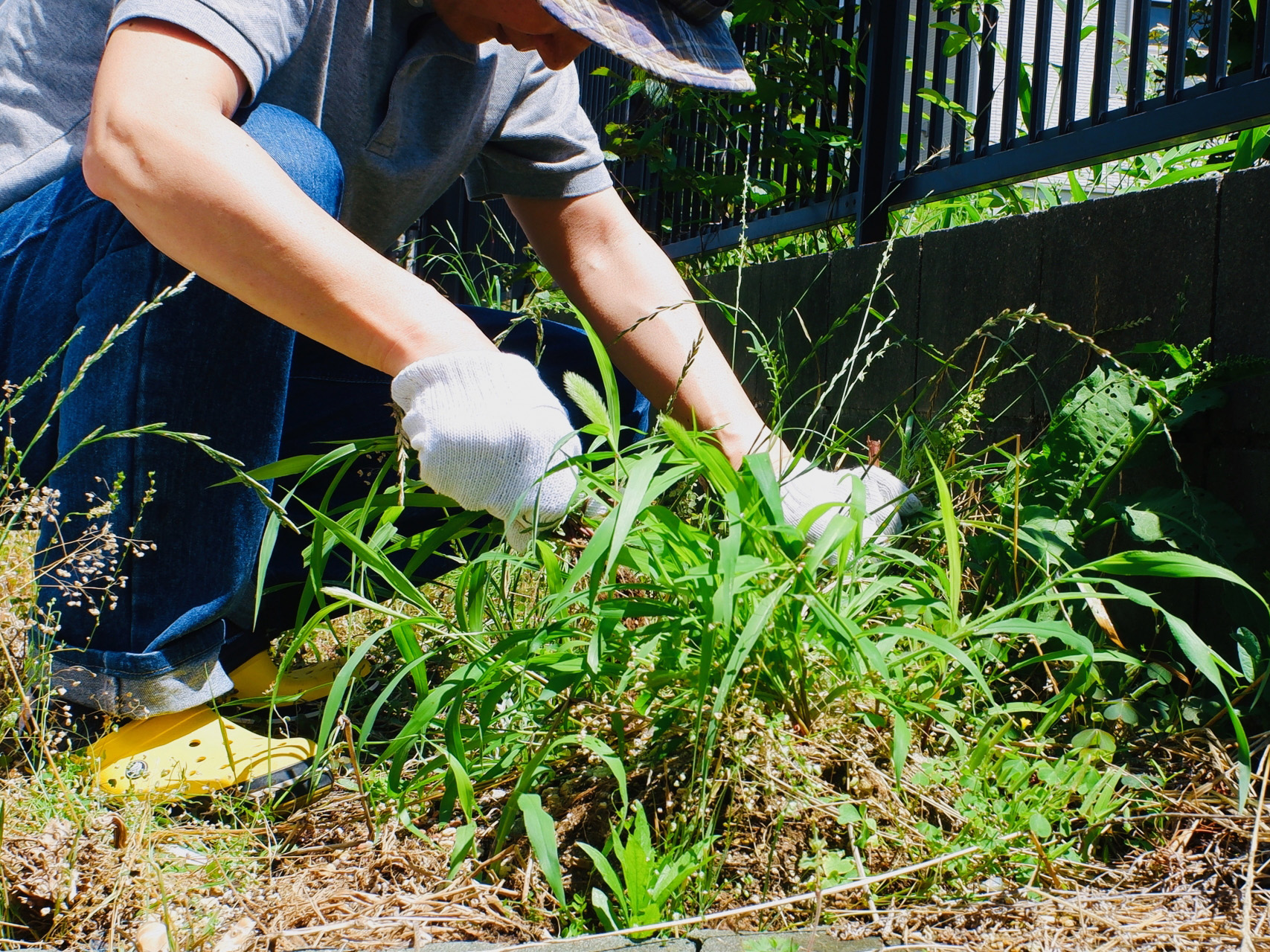 雑草の手入れ