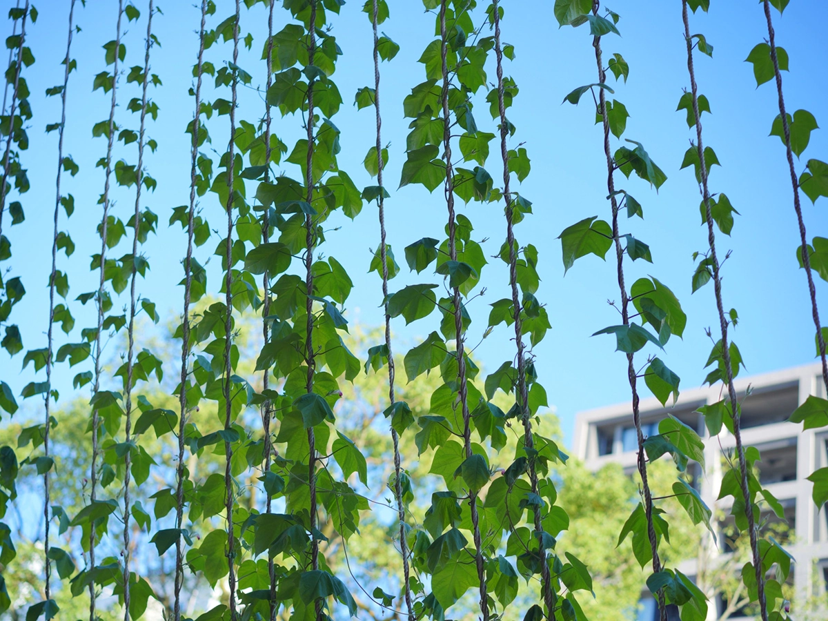 涼し気なグリーンカーテン