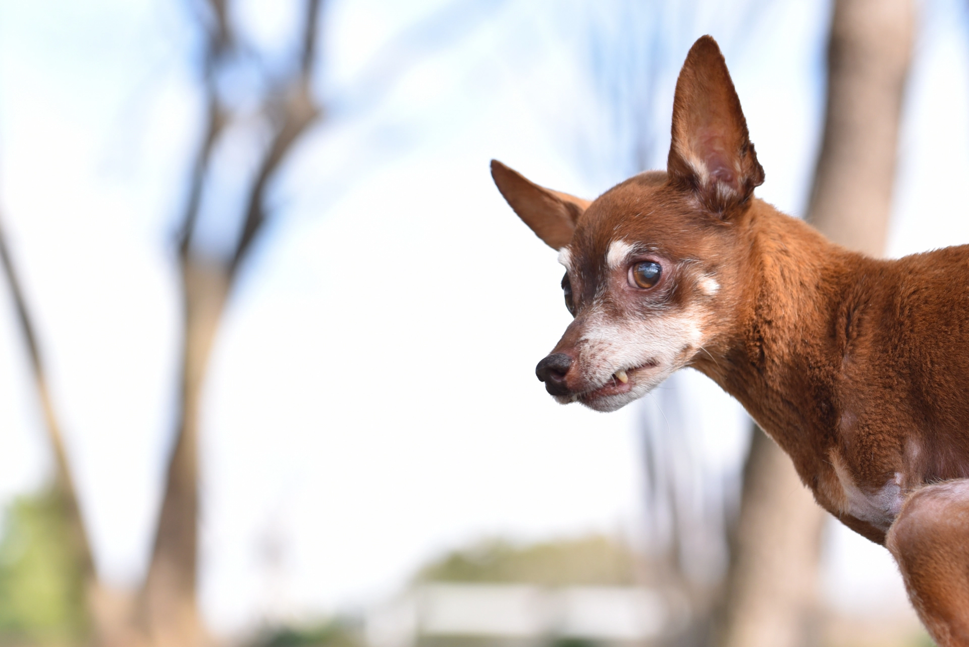 怒る犬