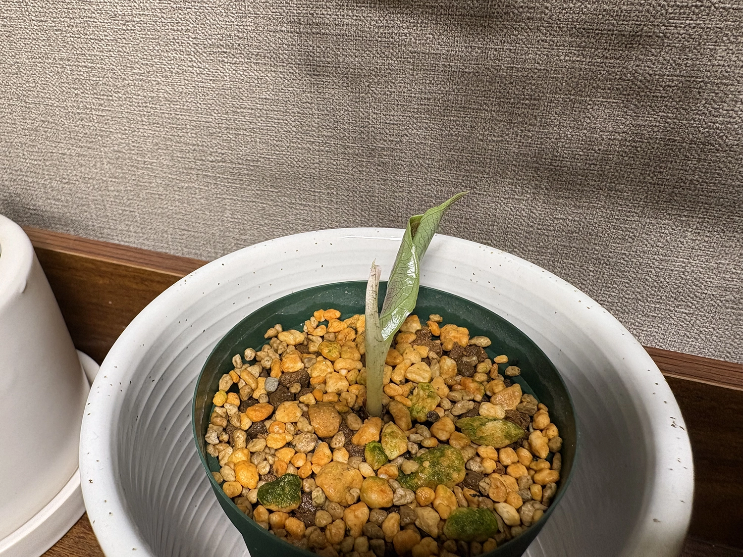復活4