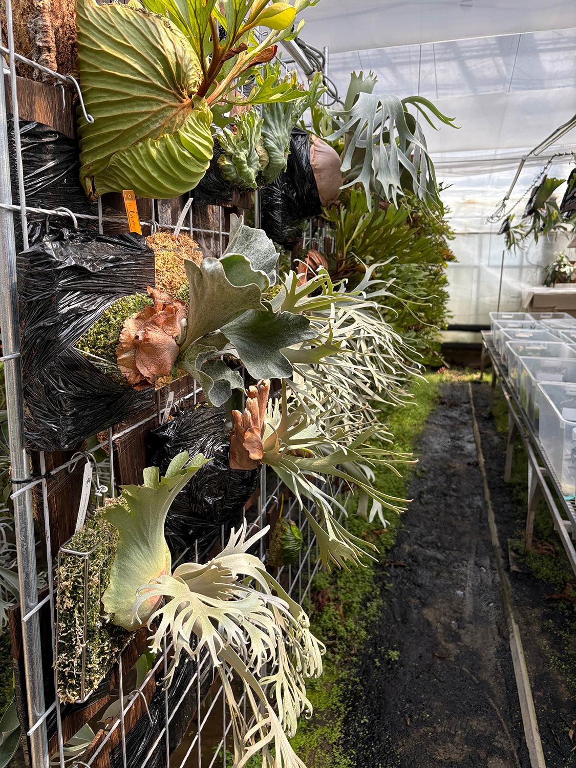 ビカクシダたち