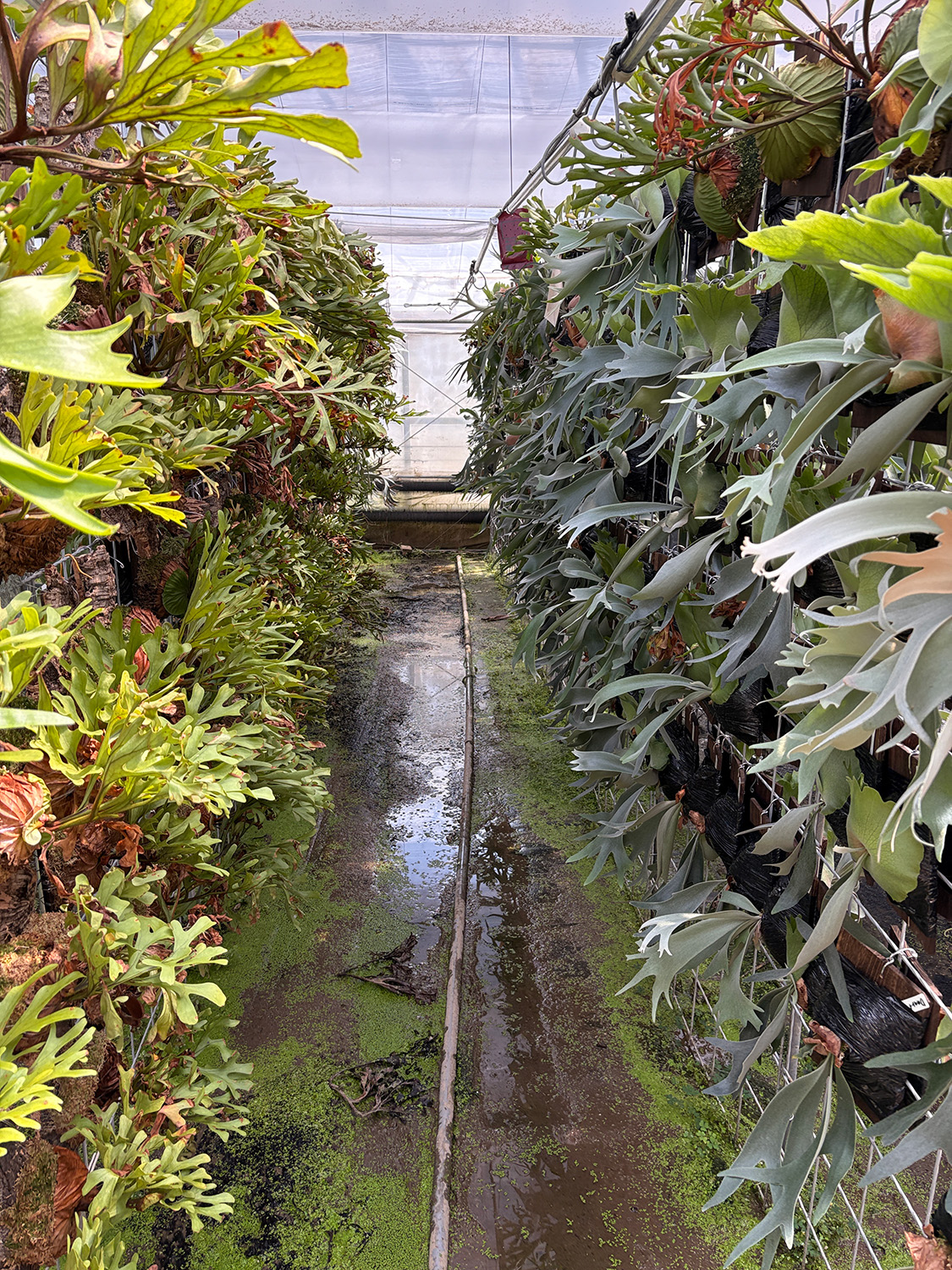 ビカクシダたち2