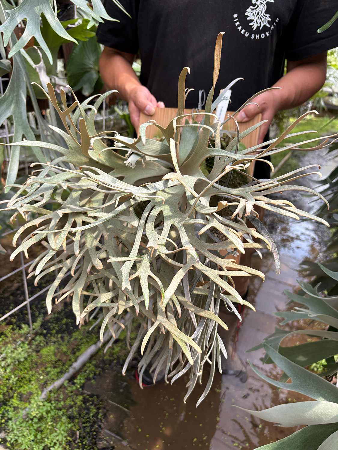 P.Willinckii Jade girl