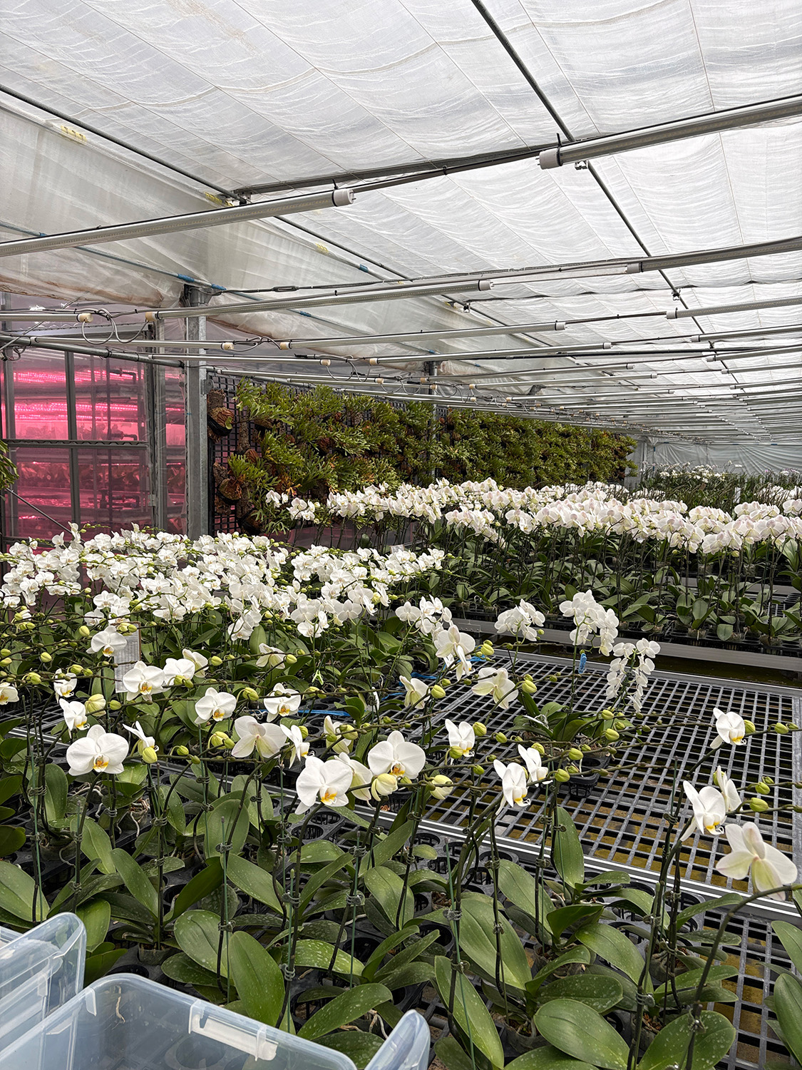 蘭のむこうのグリーンウォール