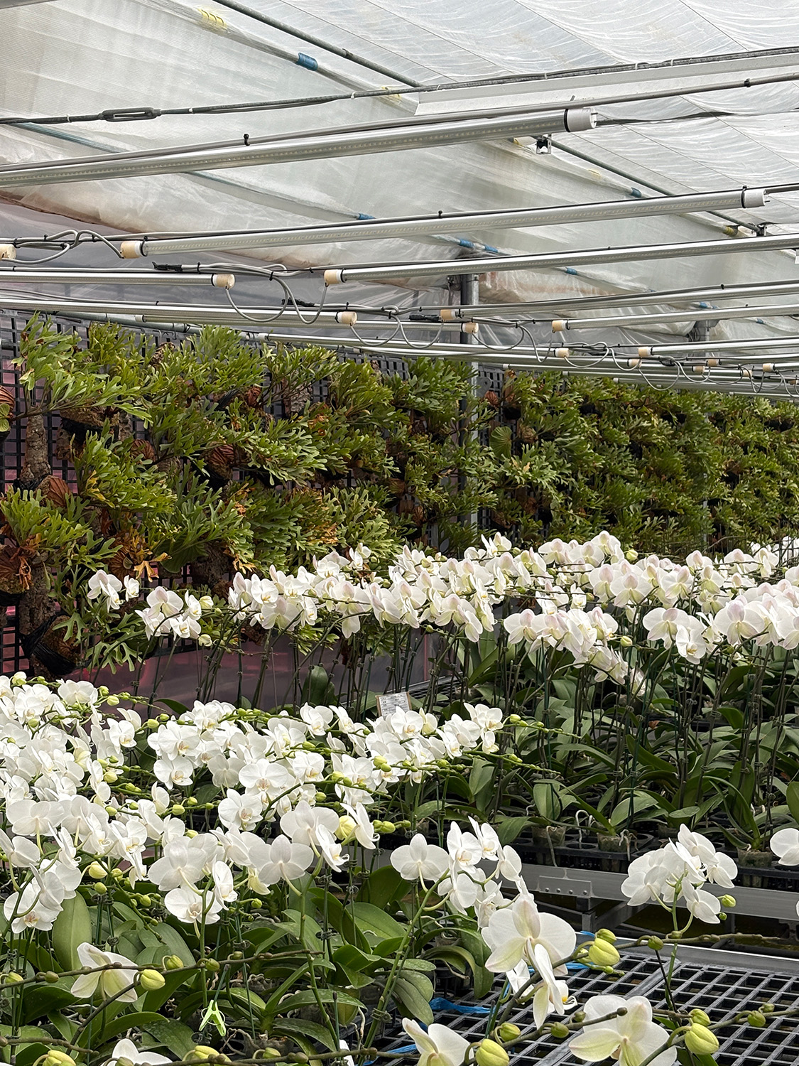 蘭のむこうのグリーンウォール2