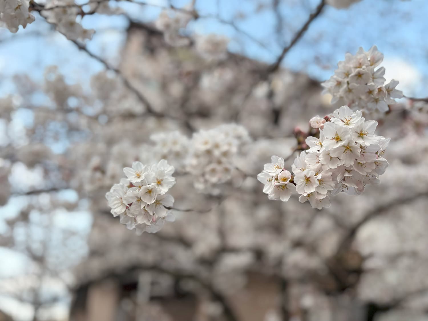桜2025
