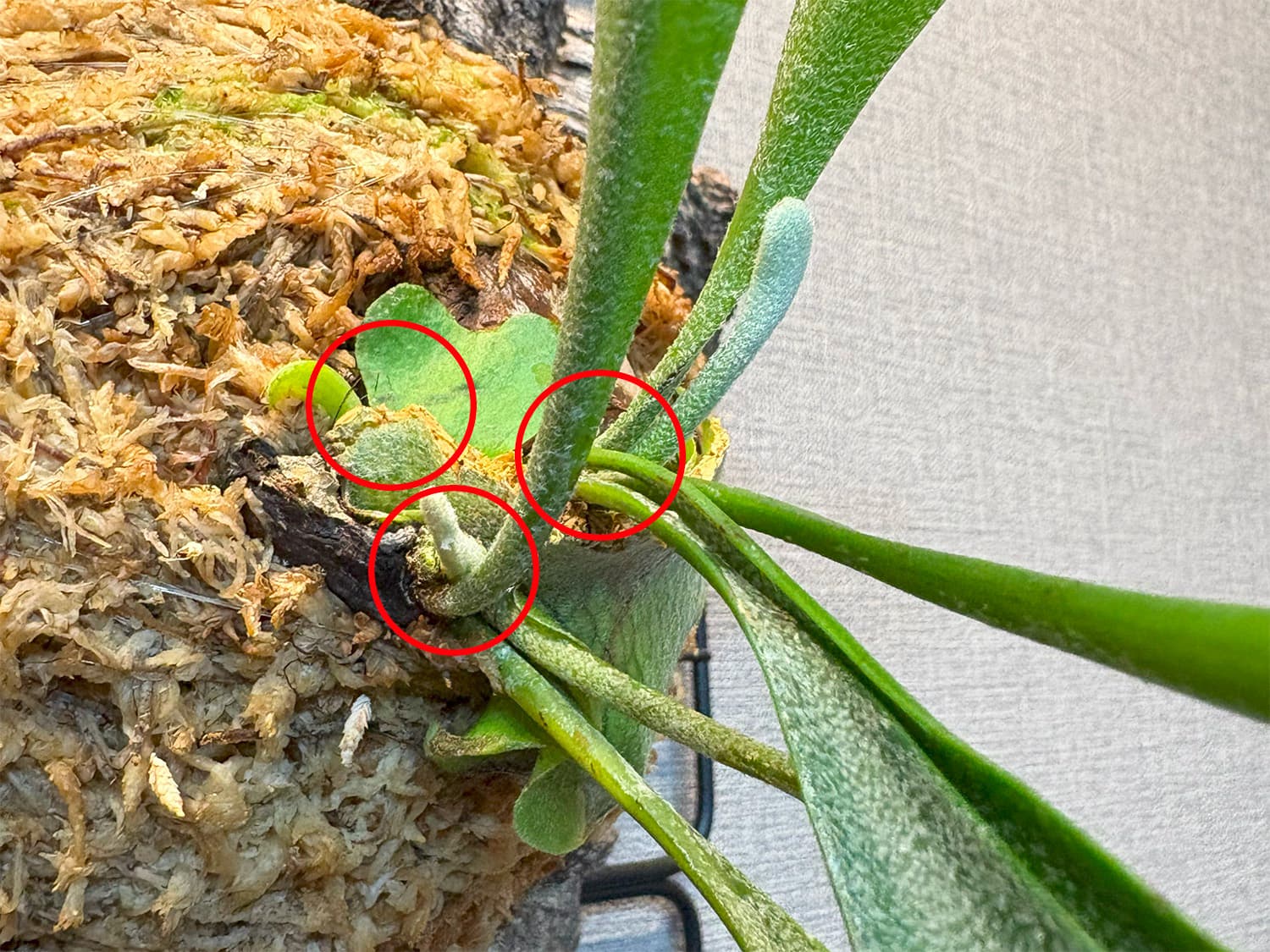 生長点3つ