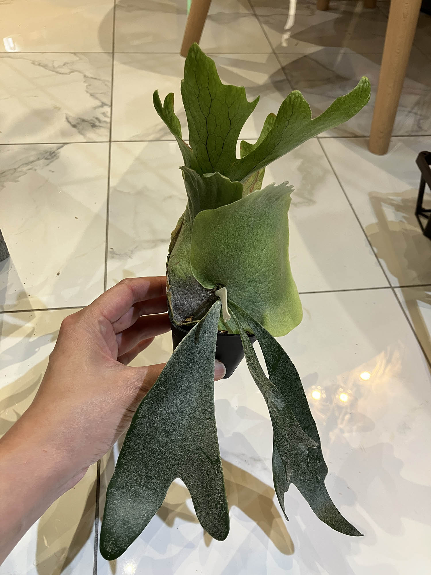 ウィリンキードワーフタツタ