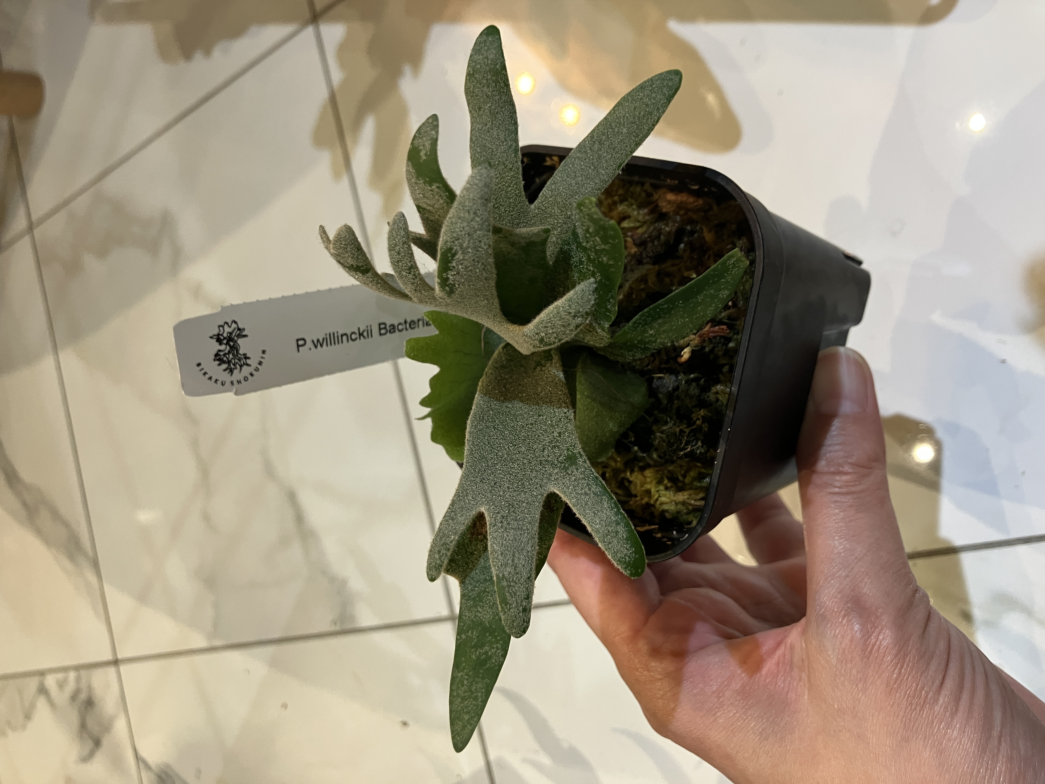 ウィリンキーバクテリア