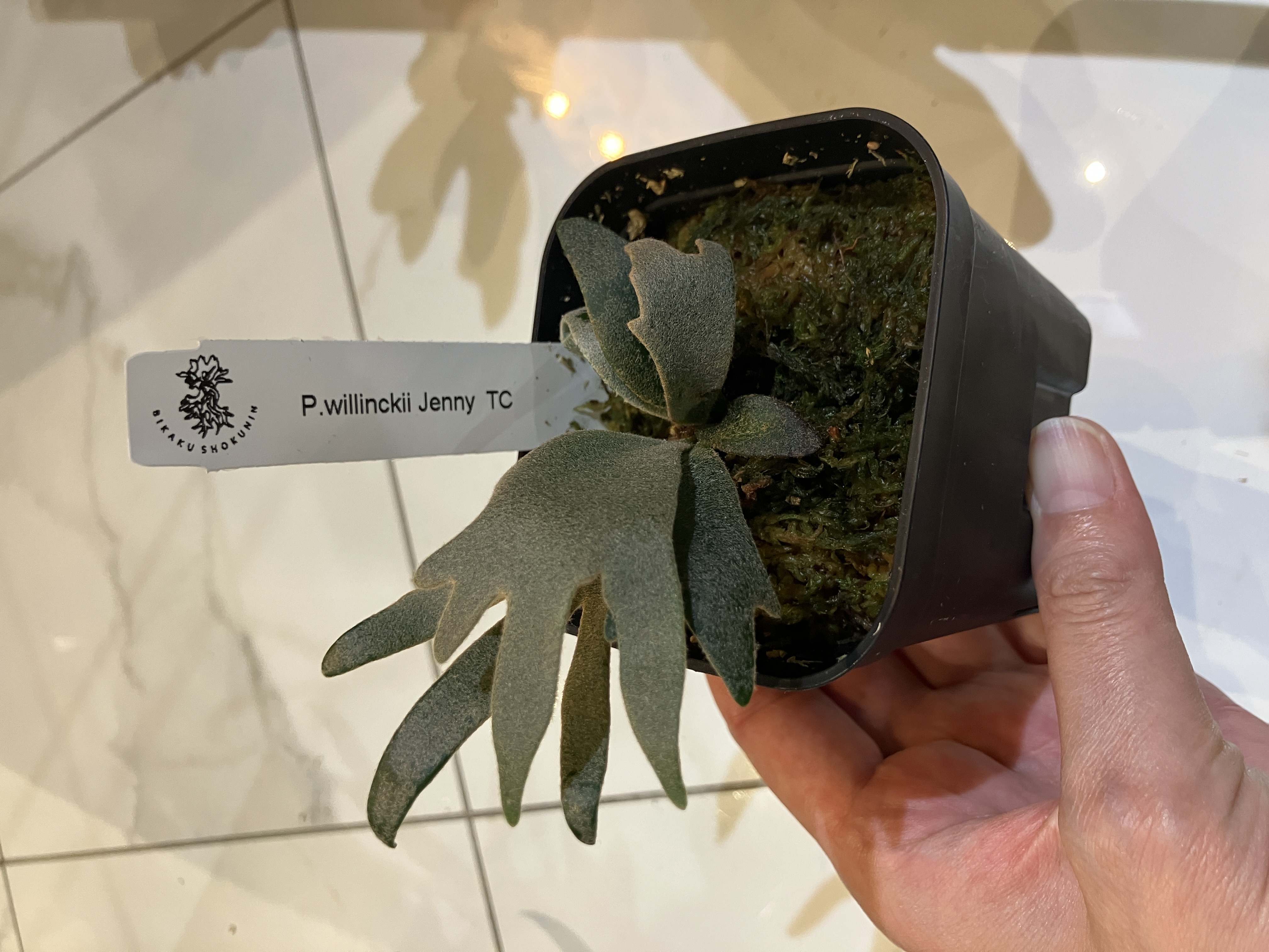 ウィリンキージェニー