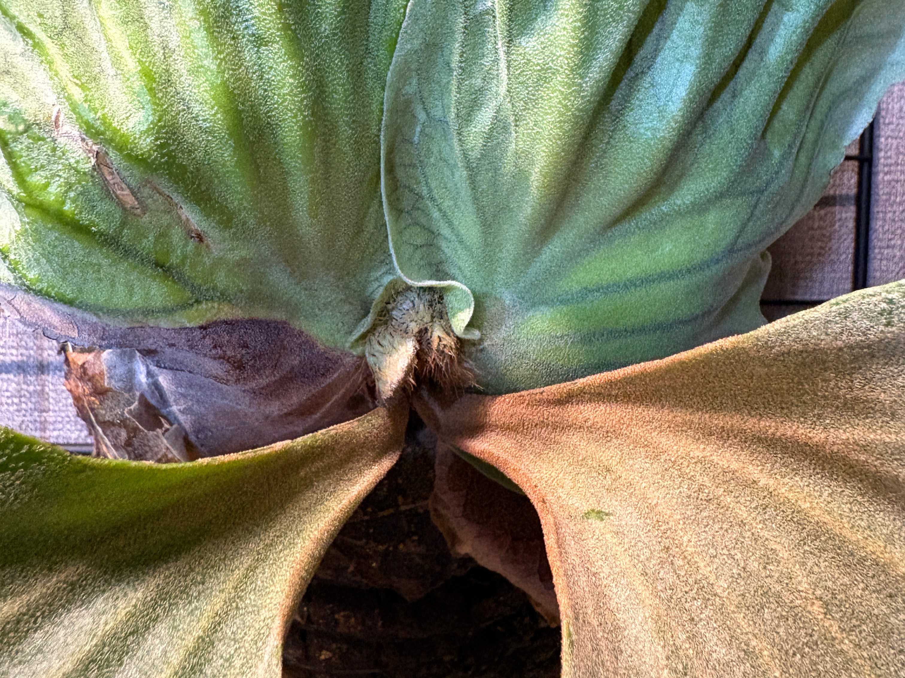 秋に出始めた胞子葉