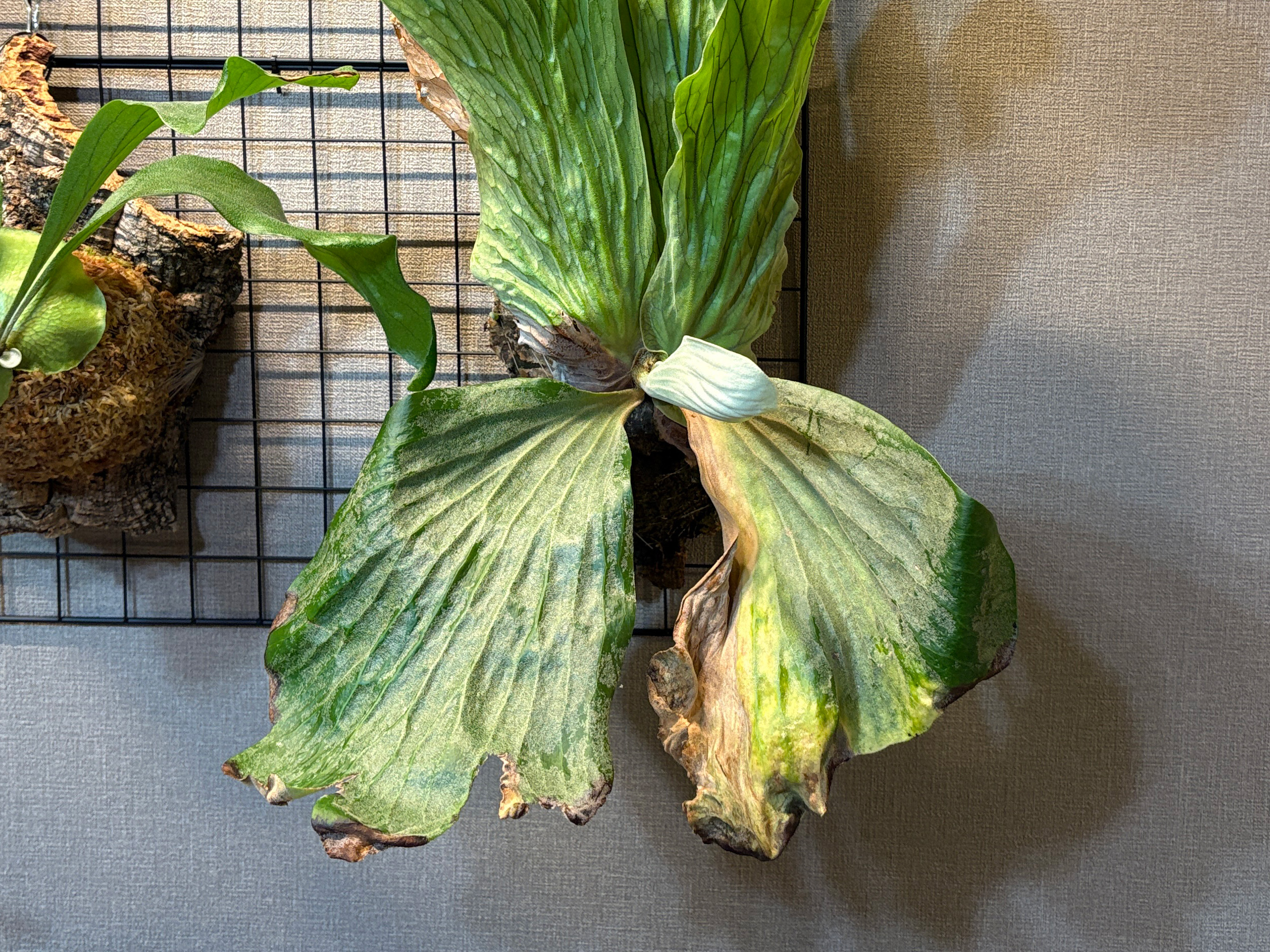 最も古い胞子葉の枯れ