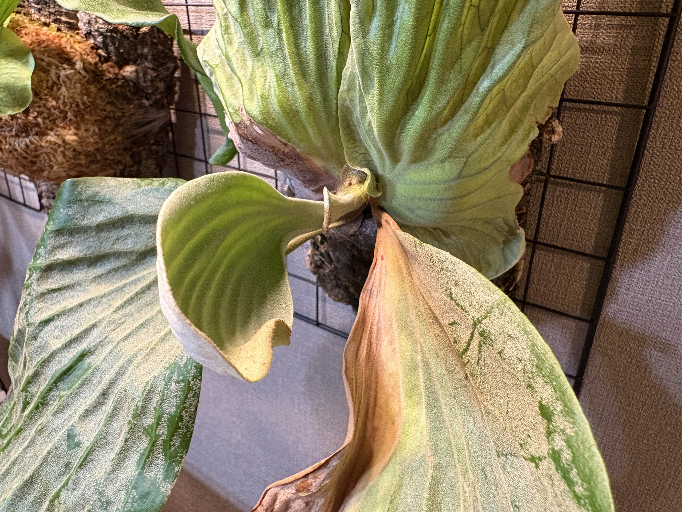 秋に育ち始めた胞子葉