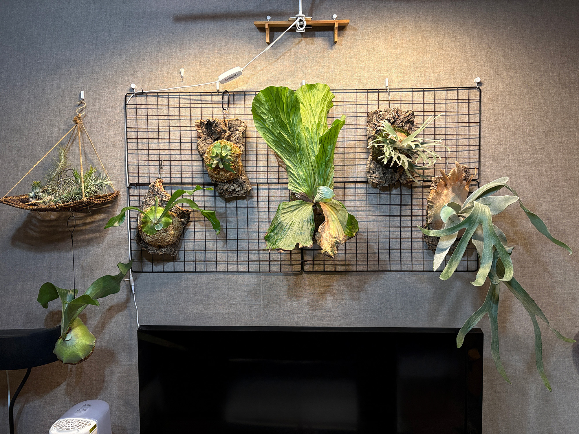 中の人宅のビカクシダたち