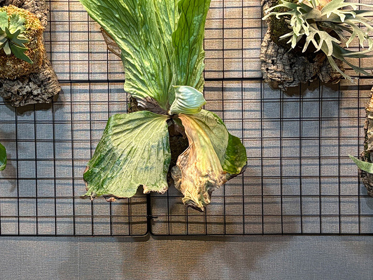 11/5 少しずつ枯れが進む胞子葉