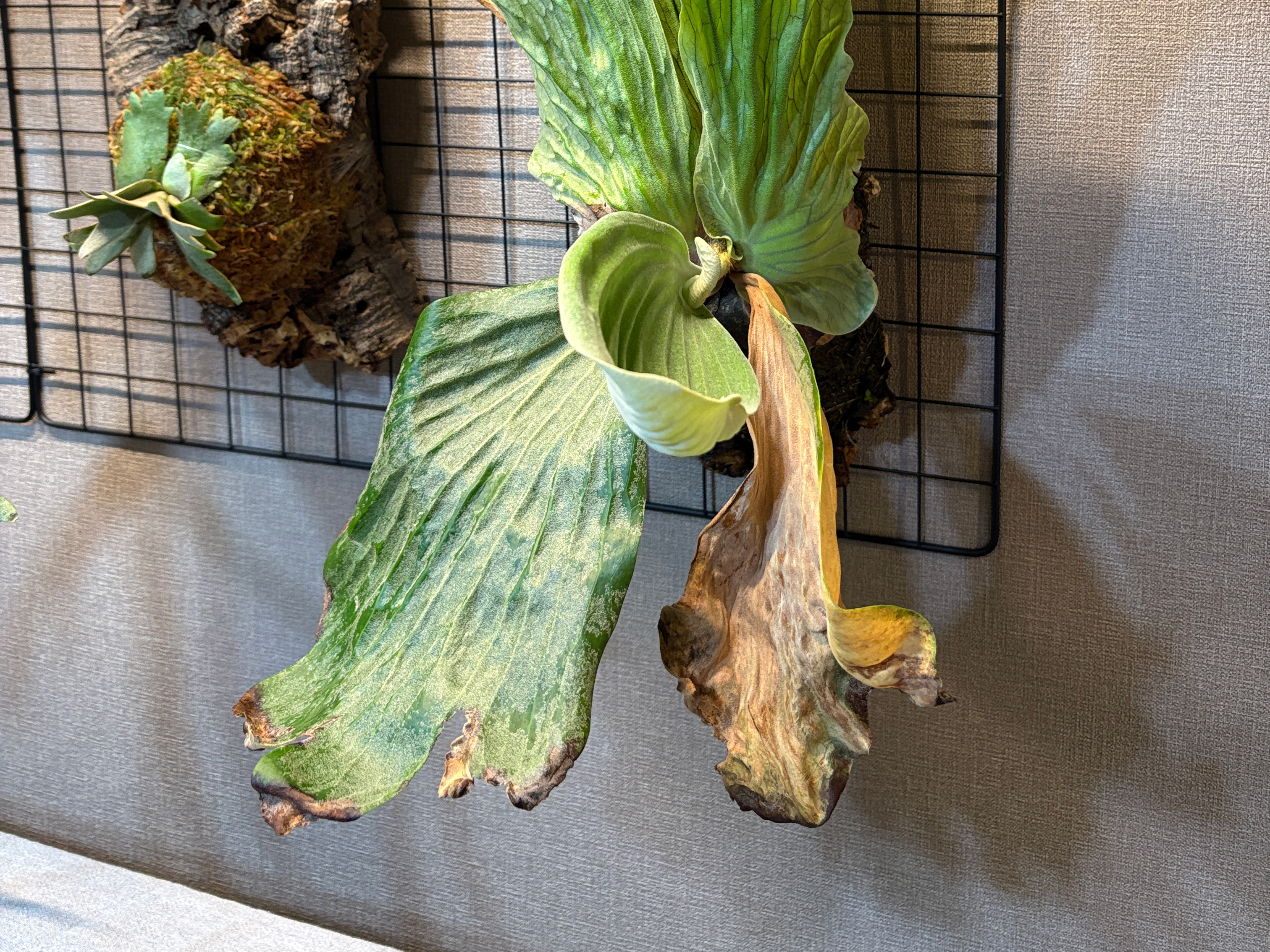 11/12枯れ行く胞子葉